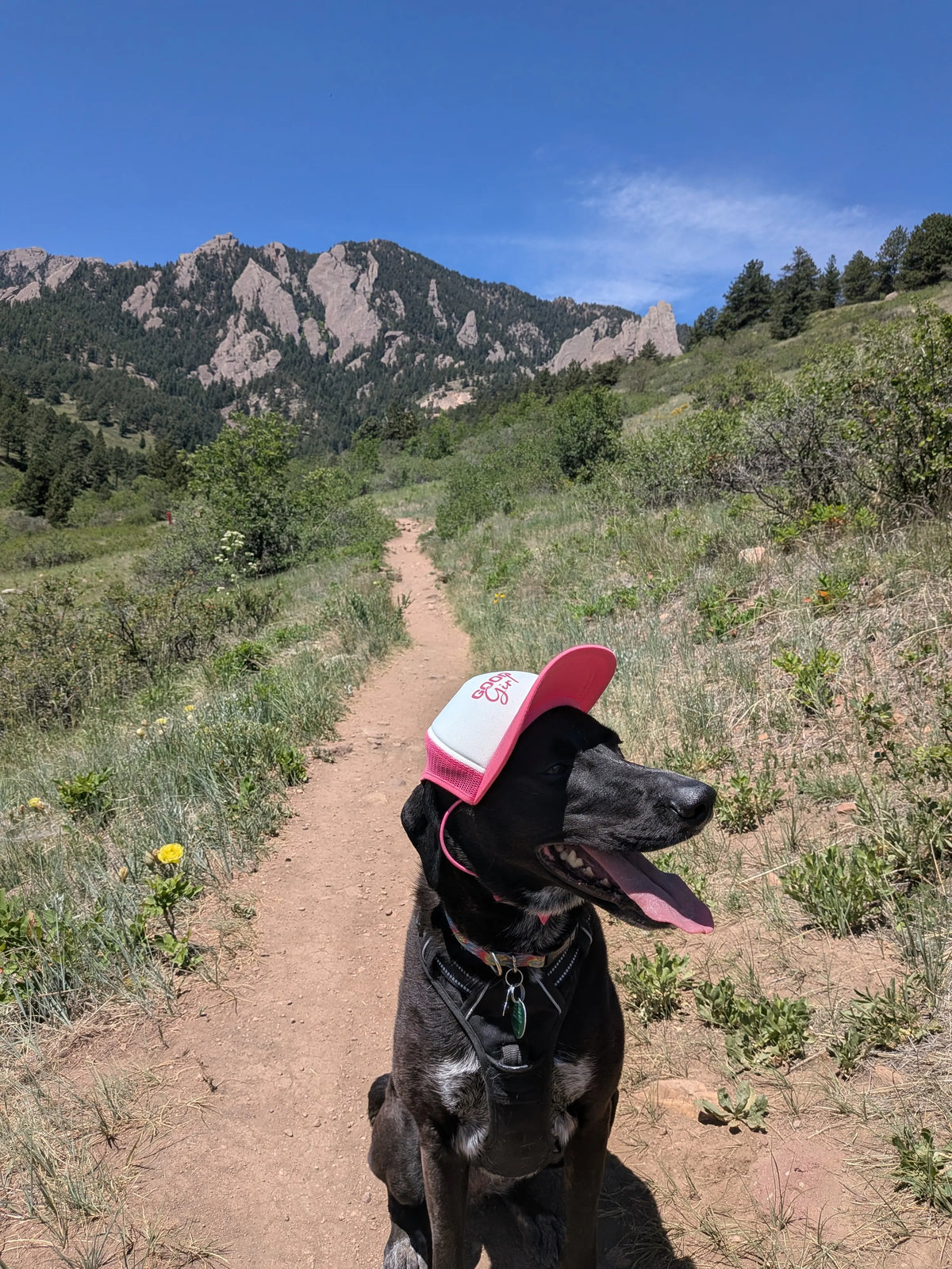 Good Girl Dog Hat | Funny Dog Trucker Hat for Large and Small Dogs | Cute Pet Cap | Adjustable Dog Hat for Photos, Birthdays & Gifts