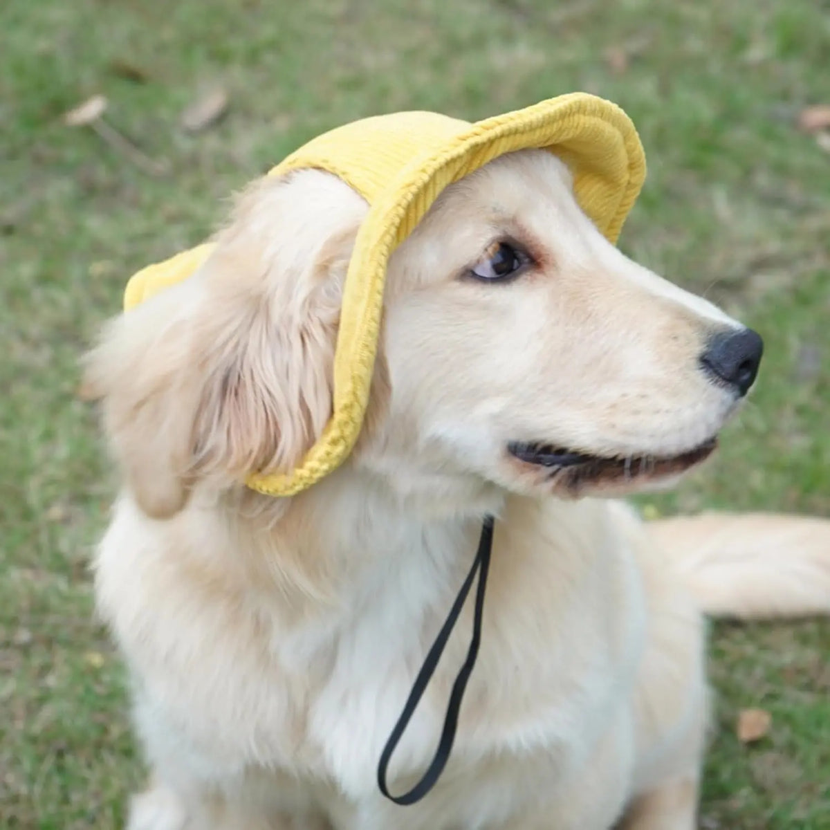 Cute Corduroy Pet Hat with Ear Holes, Outdoor Sun Protection Pet Hat, Pet Supplies for Small Medium Large Dogs & Cats, Outside