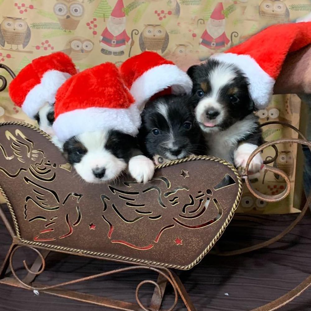 6 Pcs Dog Cat Pet Santa Hat Christmas Pet Costumes Small Santa Hat Pet Christmas Photo Props for Puppy Kitten Small Cats Dogs