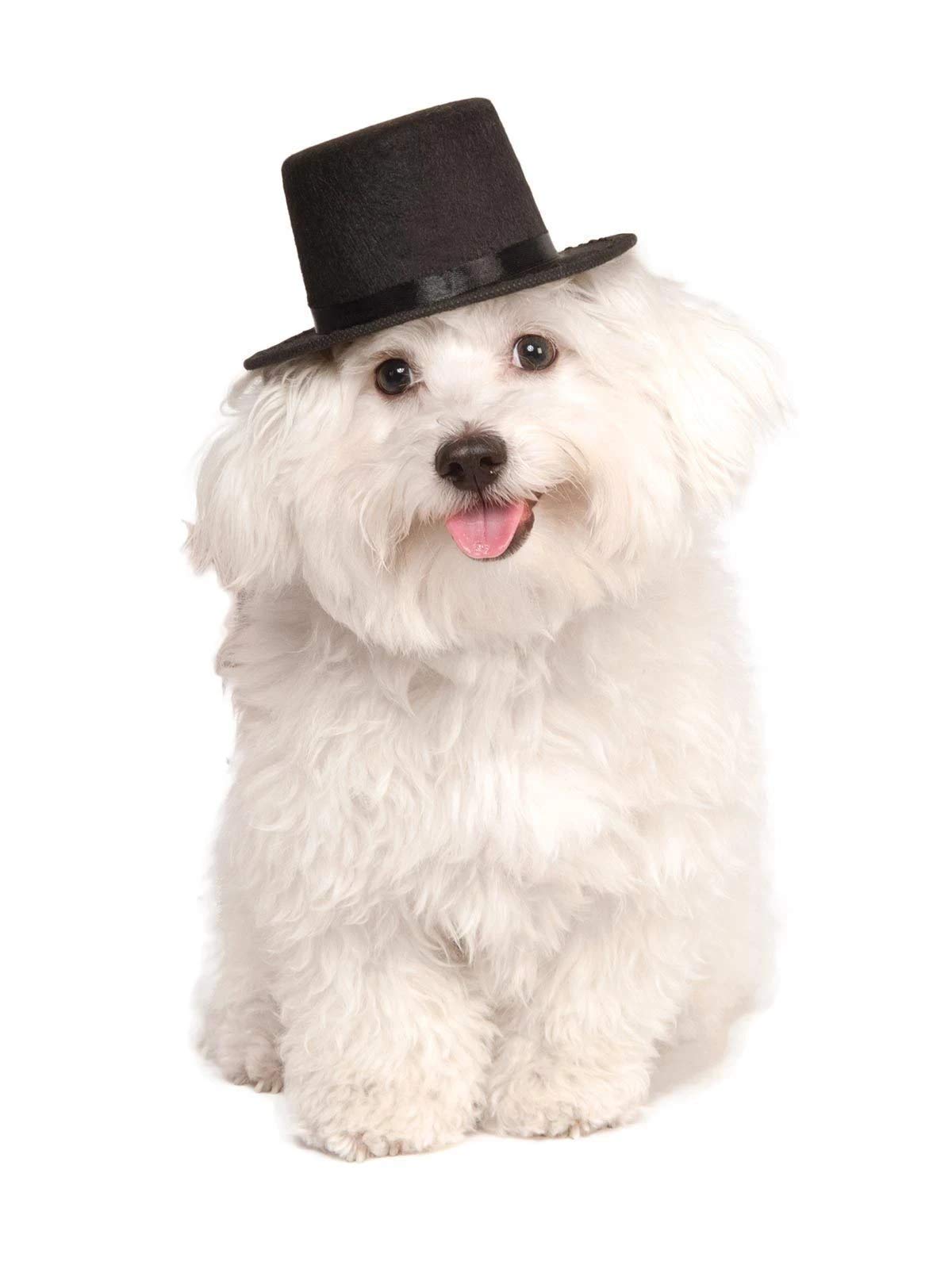 Rubies Top Hat Pet Hat for Dogs or Cats, M/L