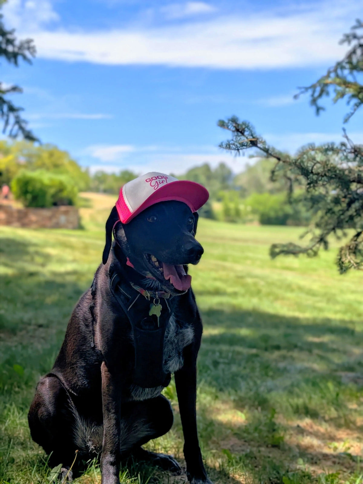 Good Girl Dog Hat | Funny Dog Trucker Hat for Large and Small Dogs | Cute Pet Cap | Adjustable Dog Hat for Photos, Birthdays & Gifts