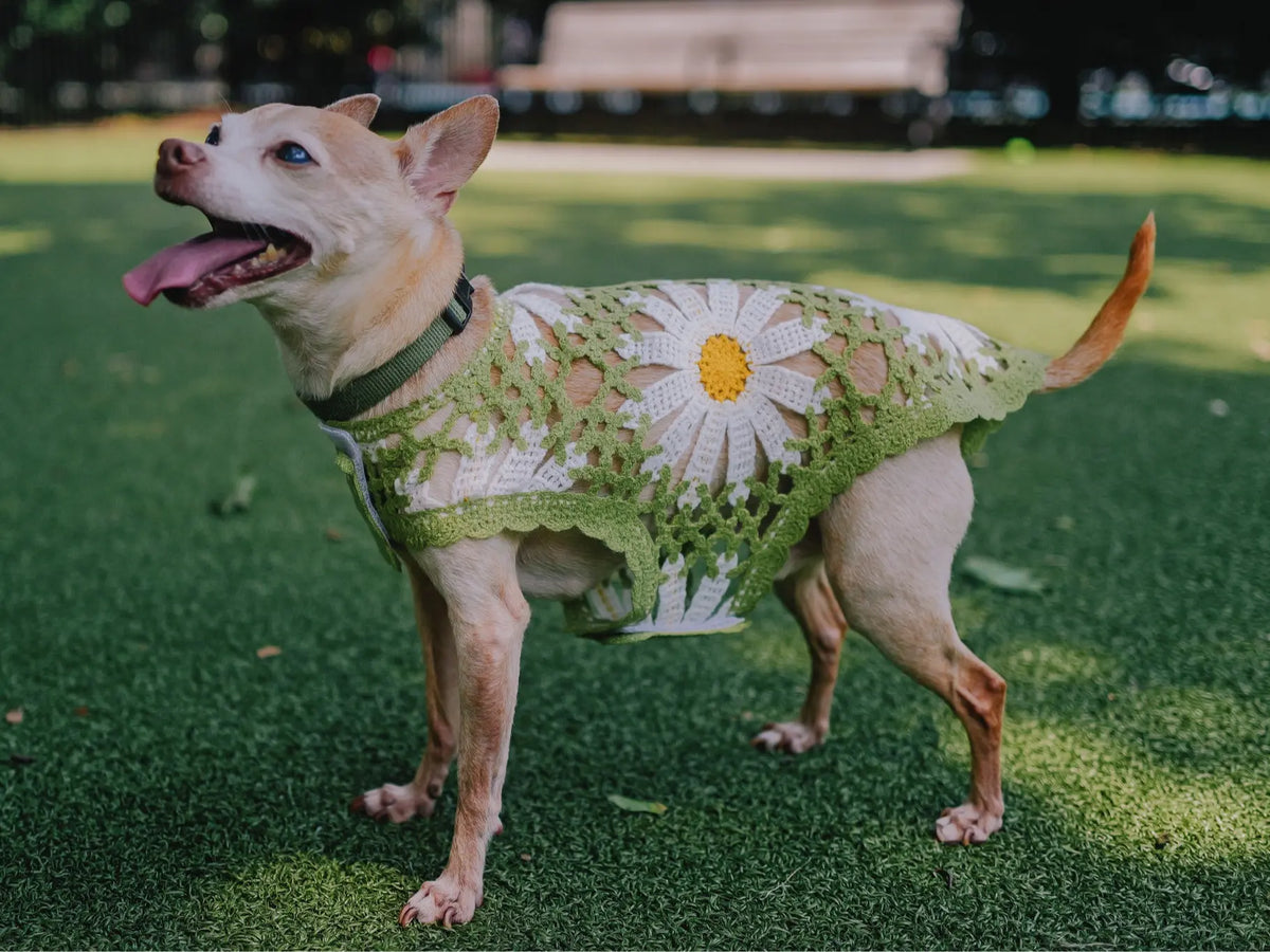 Sunshine Crochet Shirt Top by Both Tails, Made with 100% Cotton for Your Dogs Comfort